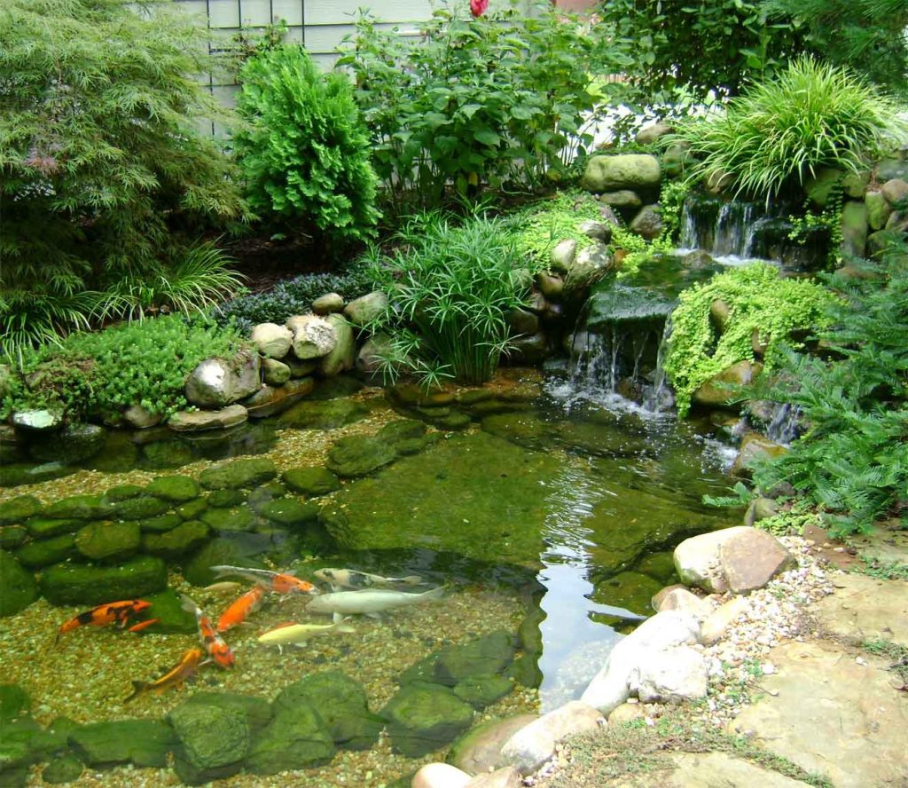 Comment créer un étang pour poissons dans son jardin ?