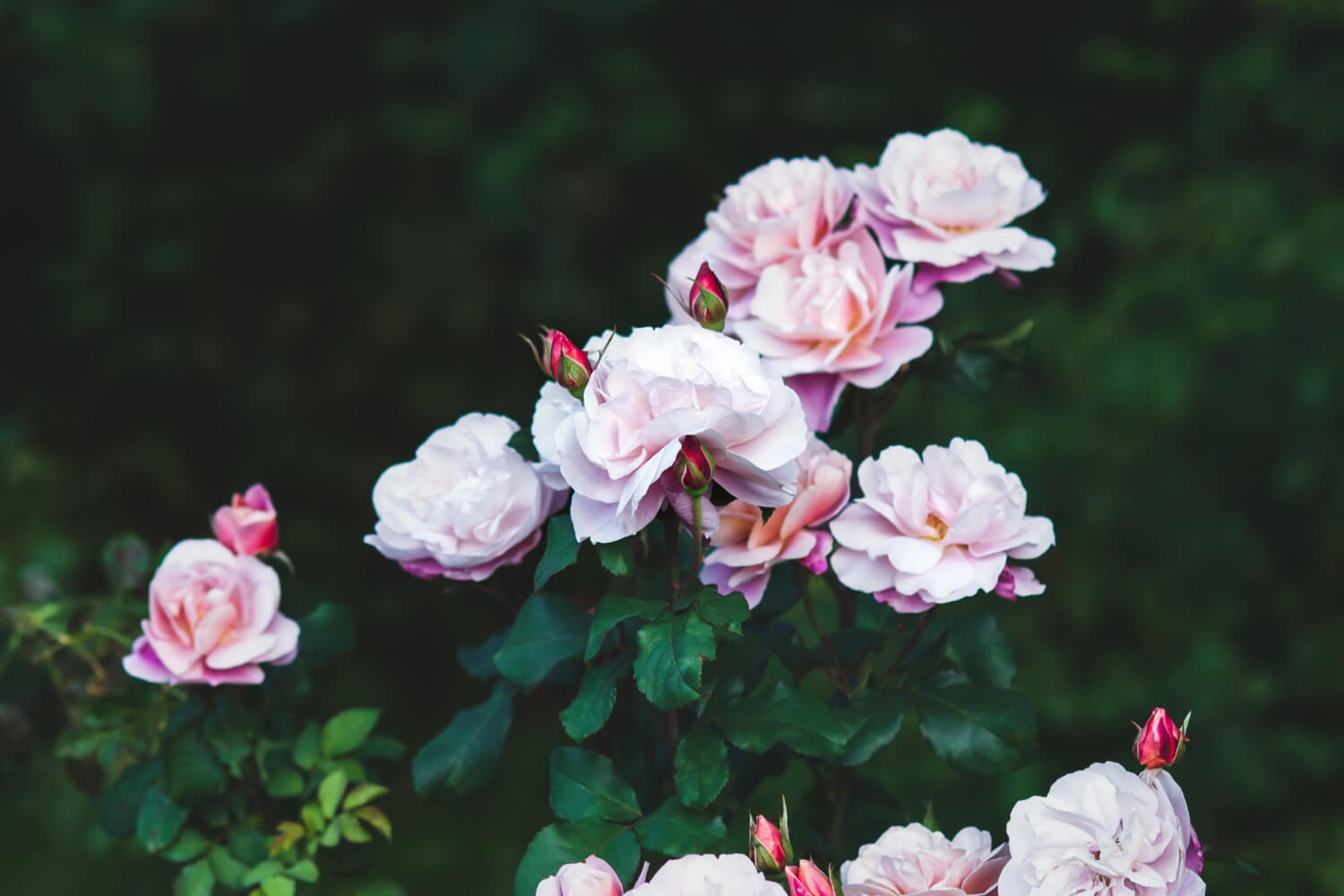  Comment faire un jardin romantique à l’anglaise ?