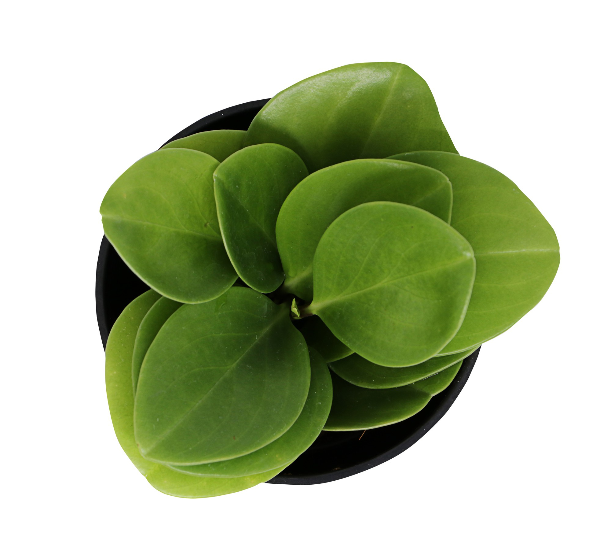 Peperomia Hope – Un guide de soins complet