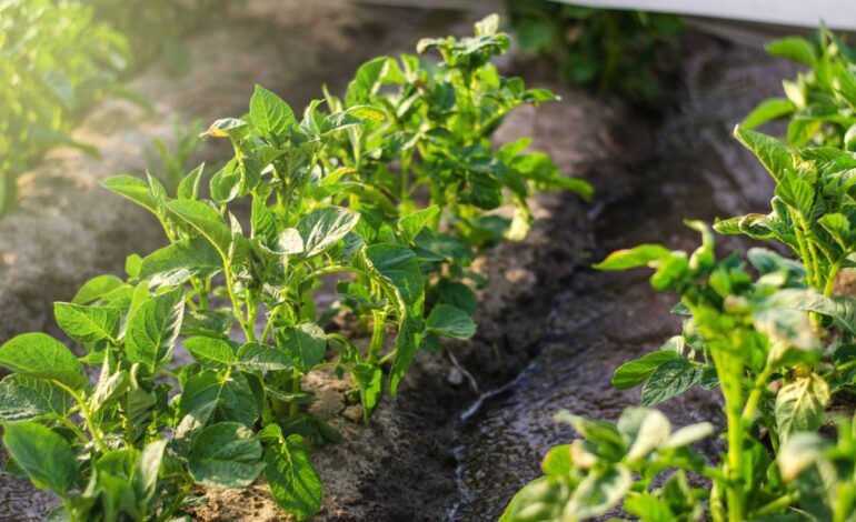 3 machines outils pour entretenir votre potager