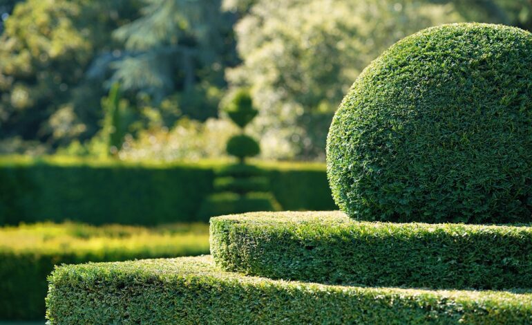 Laurier et houx japonais : un choix idéal pour votre haie de jardin !