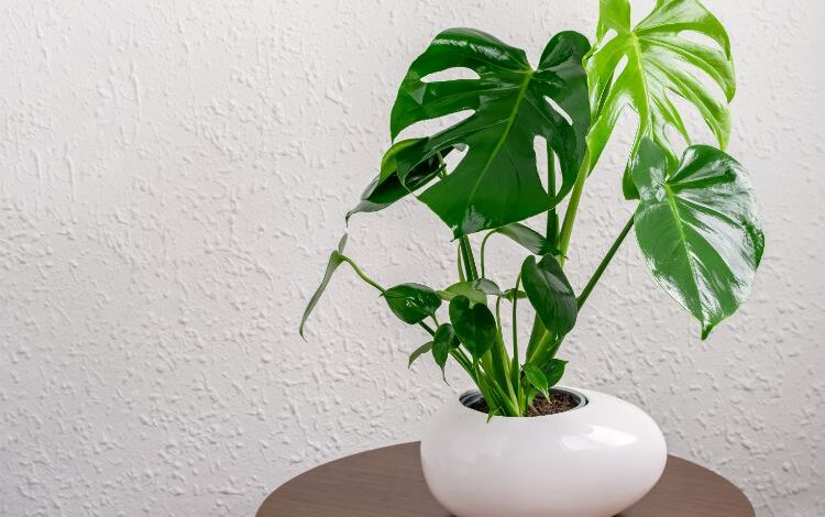 Comment entretenir un monstera ?