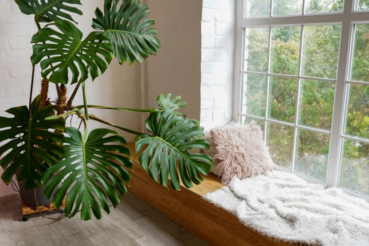entretenir un monstera