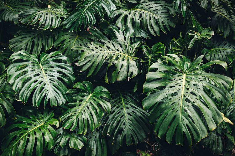 monstera