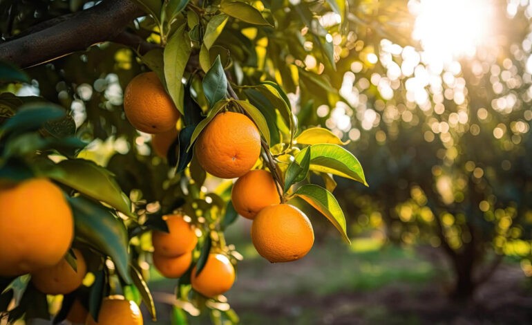  L’Oranger du Mexique : un arbuste ornemental, aromatique et médical