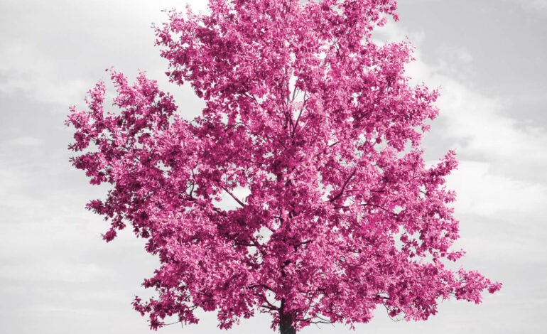  Le saule crevette : une touche d’éclat dans son jardin