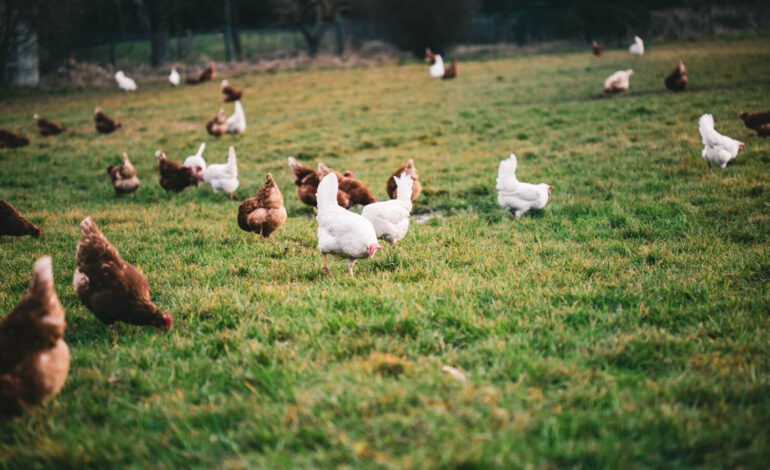 Élever des poules heureuses : Comment choisir le bon enclos ?