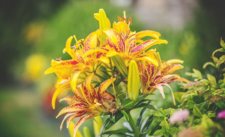 Conseils pour planter vos fleurs