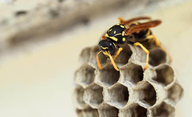  Gérer un nid de guêpes à la maison : Guide complet